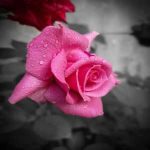 دانلود آهنگ سون اورییم از کماله گونشلی